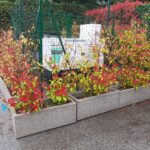 PORTO CERESIO, IL GRUPPO ELETTROGENO SI TRASFERISCE IN PIAZZALE DEGLI APPIANI