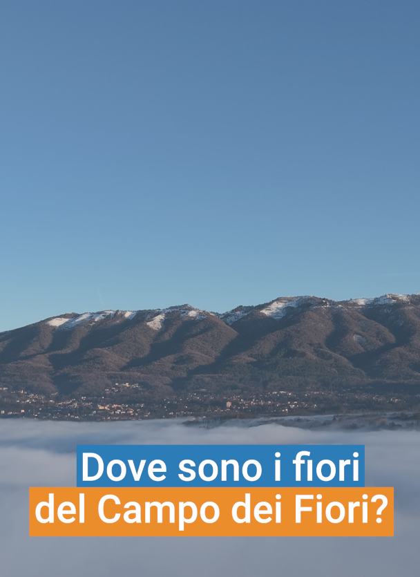 Perchè si chiama Campo dei Fiori?
